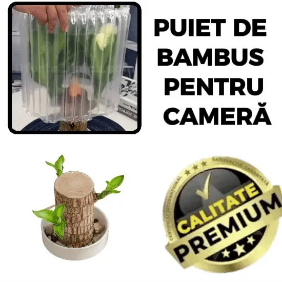 Bambusul care aduce în casa ta armonie și noroc - BambooMagic™