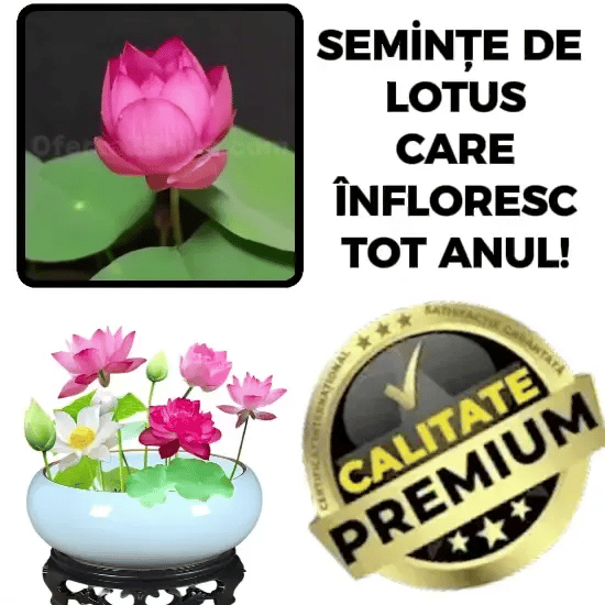 Semințe Rare de Lotus MysticLotus™