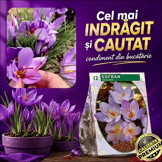 Semințe de Șofran GoldPlant™