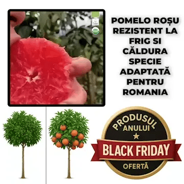 Pomelo Roșu de Thailanda - SiamFruit™