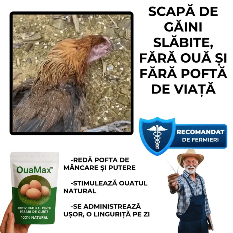 Aditiv pentru Ouă Zilnice și Păsări Sănătoase – OauMax™