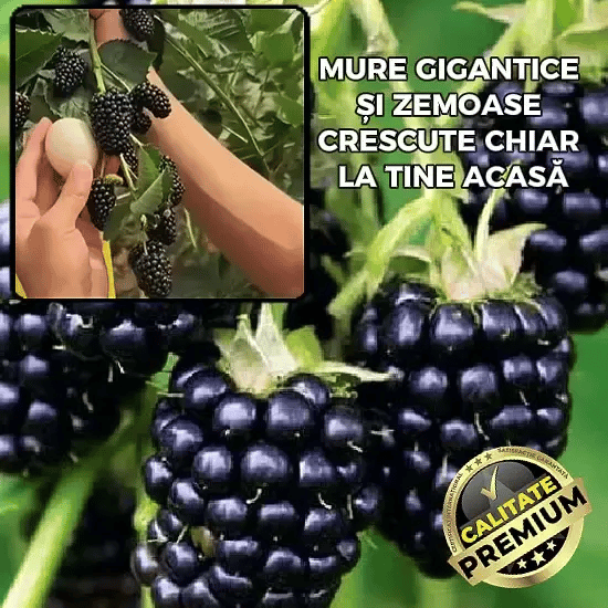 Mure Gigant -  MegaBerry™