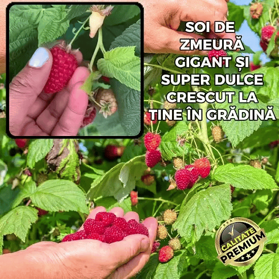 Butasi Zmeur Gigant - DulceBerry™