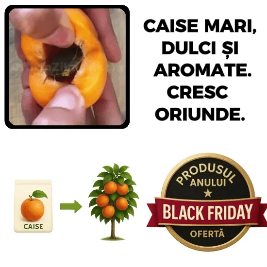 Puișor de Cais - CaisMagic™