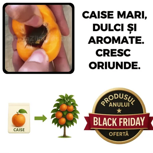 Puișor de Cais - CaisMagic™