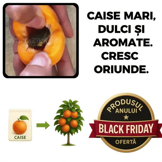 Puișor de Cais - CaisMagic™