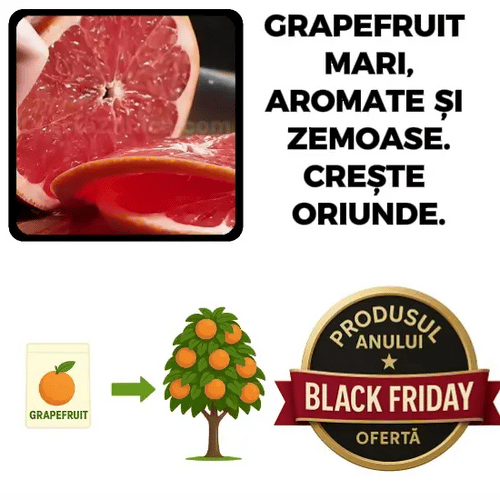 Pomul de Grapefruit MagicGrow™