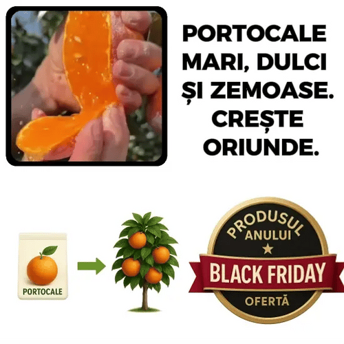 Pom de Portocale BabyOrange™