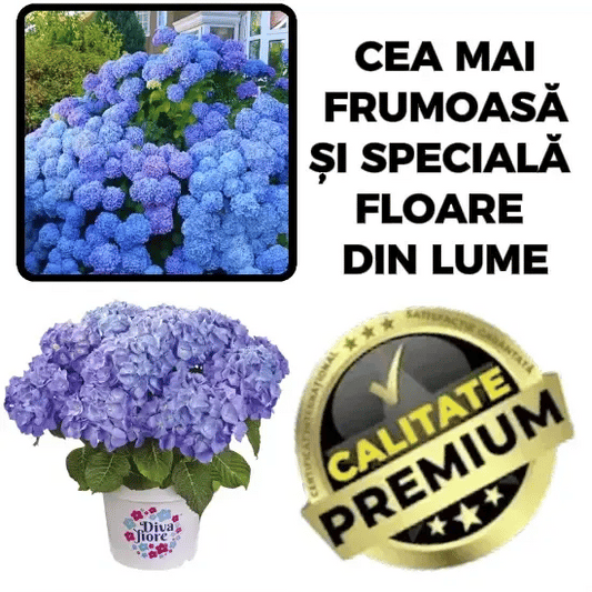 Semințe de Hortensia Fermecată – HortensiiMagic™