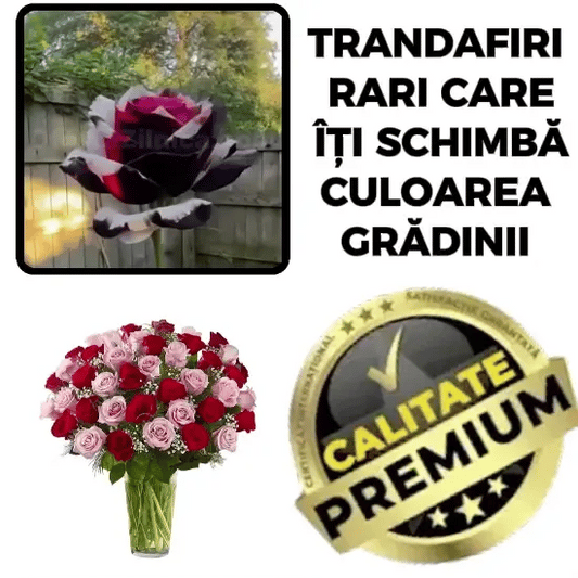Semințe de Trandafiri Multicolori -RoseMix™