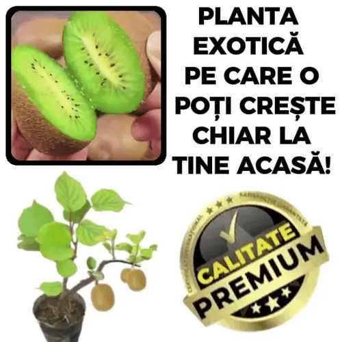 Kiwi românesc direct din grădină – KiwiGrow™